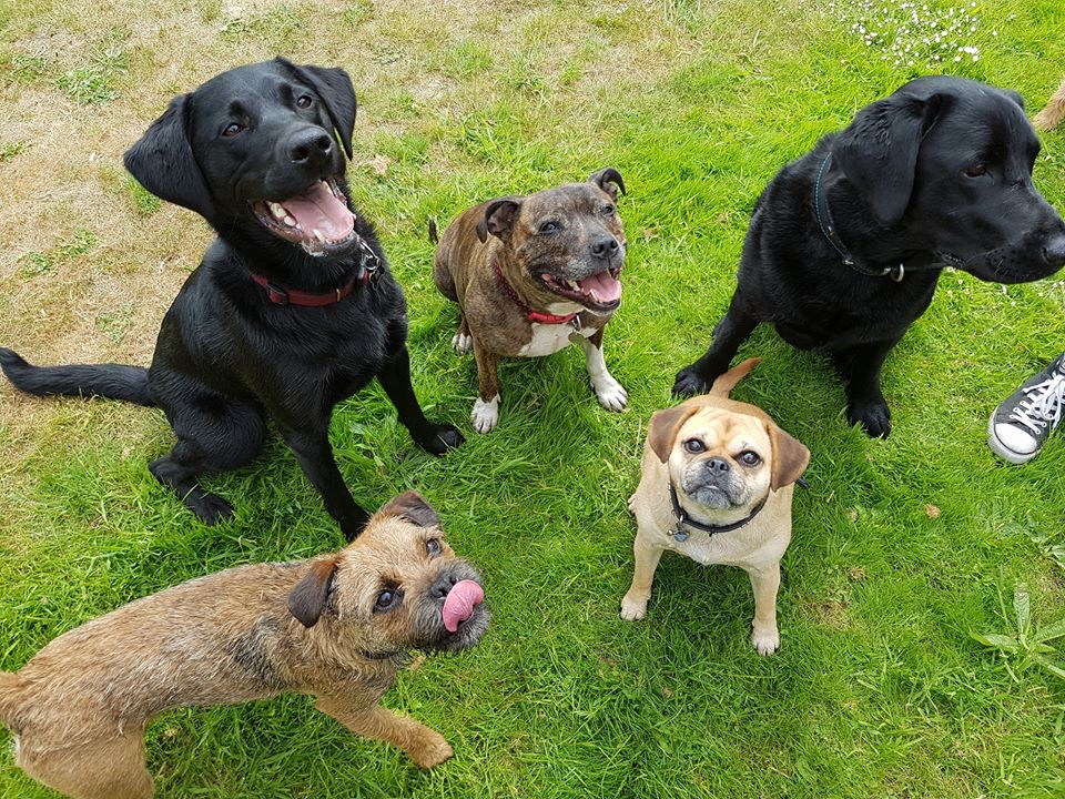 Park Pals Dog Walking Service Fully Insured 5* Reviews South West